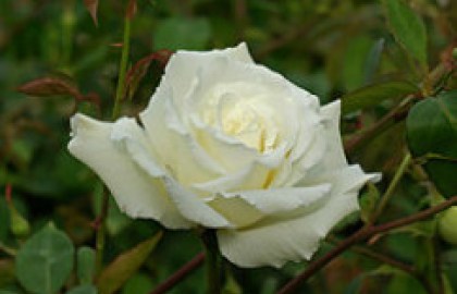 white.rose