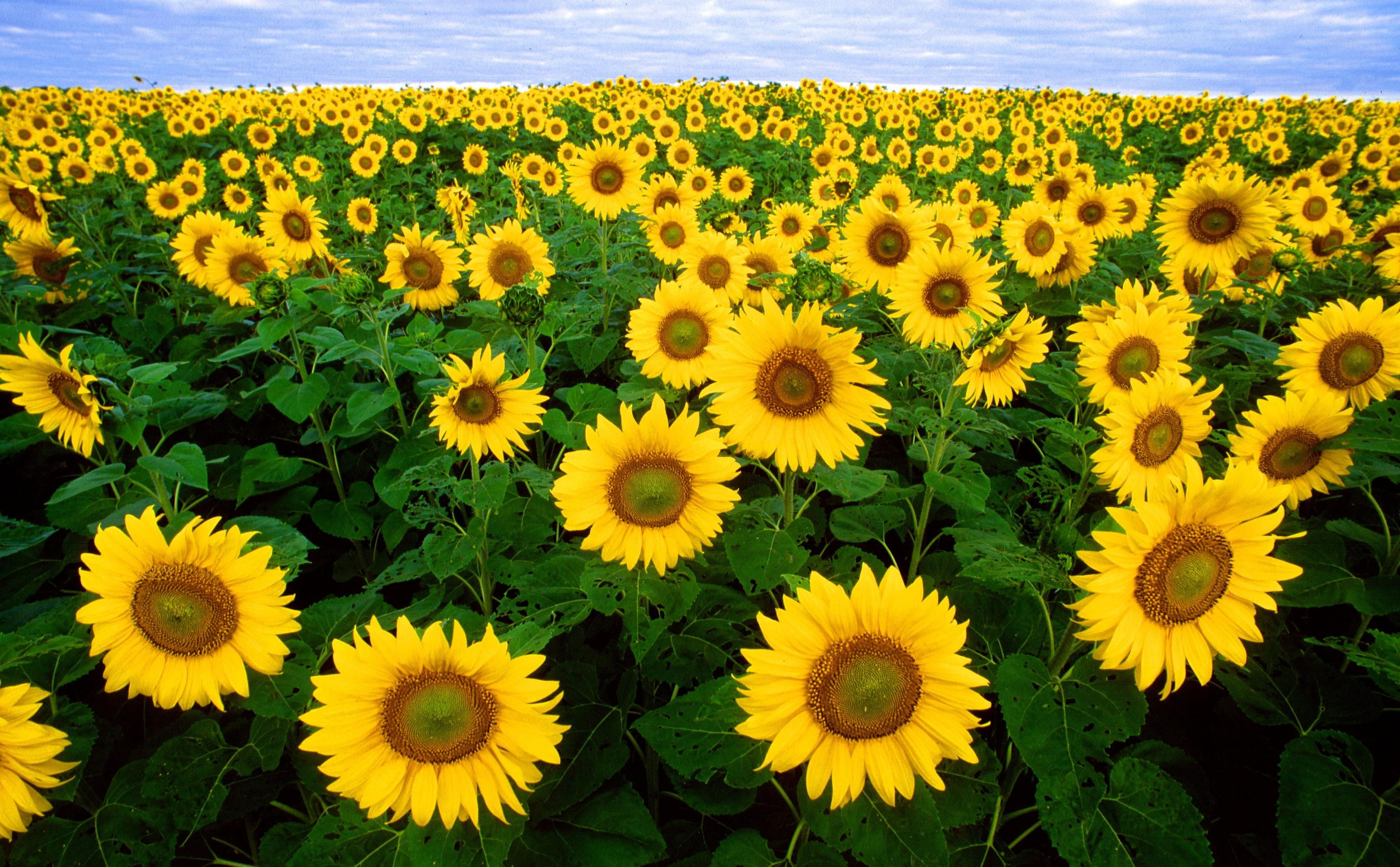 Sunflowers_helianthus_annuus